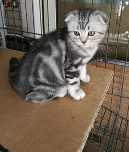 【kiss 猫】caa血统 苏格兰折耳 美短银虎斑 大圈斑 妹妹