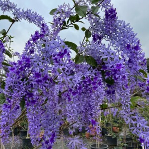 新品大叶蓝花藤许愿藤进口植物锡叶藤许愿女王阳台网红四季开花