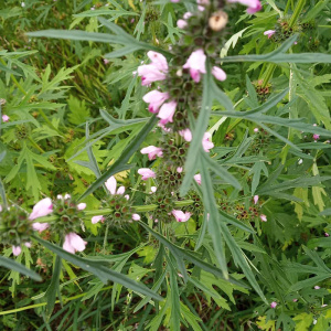 红花益母草野生现采新鲜中药材煮水红糖姜调姨妈月经花茶气血泡脚