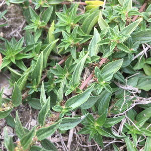 野生雾水葛根头新鲜现挖全草糯米藤捆仙绳咄脓膏草药粘榔500g包邮