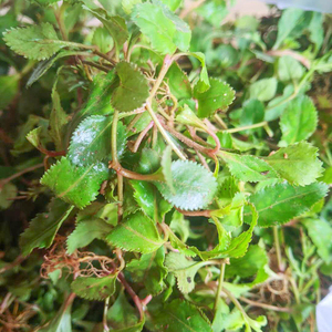 旱田草新鲜鸭嘴癀正宗定经草小号虎舌癀潮汕蜈蚣草田素馨地下茶草