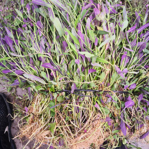 小号叶下红新鲜采摘正宗一点红细号羊蹄草野芥兰500g全株小红背草