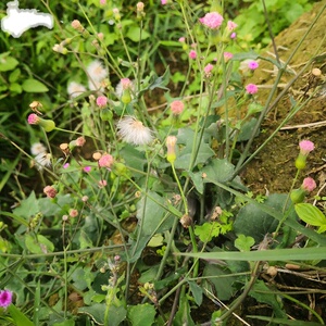 叶下红潮汕一点红羊蹄草天然新鲜千日红紫背草假芥兰中草药材包邮