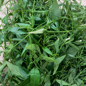 包邮潮汕青草药现采金香穿心莲印度苦草一见喜新鲜枝叶
