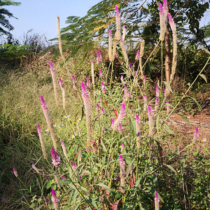 青葙草药新鲜青葙子野鸡冠花红白鸡冠花狗尾苋青蒿鸡冠菜500g包邮
