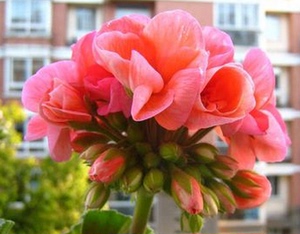 天竺葵苗盆栽炫橙山宫四季花卉带花发盆栽花卉净化空气阳台庭院易