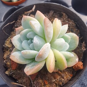 玉蝴蝶多肉