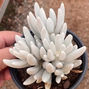 银月多肉 高贵银白色多肉植物一物一拍 宝哥多肉精品盆栽