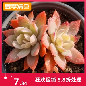 丝绸面纱 粉色贝拉 精品多肉 一物一拍 宝哥多肉满49包邮实物拍摄