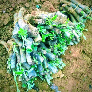 粉葛根苗种苗新品正宗粉葛苗广西地栽无渣葛根种植菜葛种籽指导