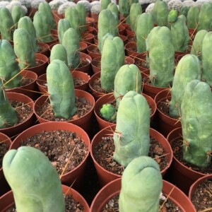 tb9380360662淘宝程程柱jj仙人掌植物盆栽男性之光