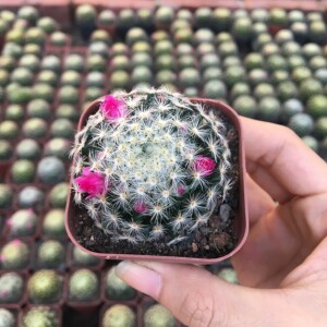 红花明星仙人球 实生创意多肉植物小盆栽 办公室乳突球属开花植物