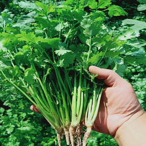 新鲜香菜芫荽2斤无根食用山东老香菜莚荽菜凉拌调料蔬菜农家自种