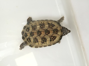 墨西哥蛋龟