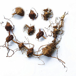 野生扣子七 新货珠儿参 中草药珠子 深山猪儿参钮子七干品50g包邮