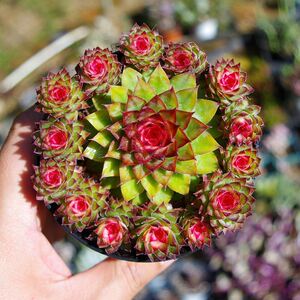 云南多肉植物七彩莲精品稀有品种室内防辐射观音莲植物老桩小盆景