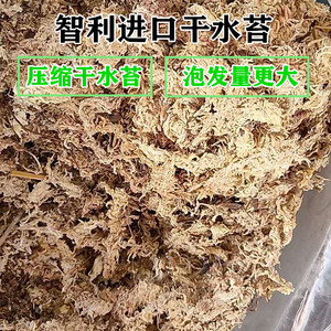 智利干水苔藓君子兰蝴蝶兰生根用兰花铺盆面保湿鹿角蕨土1斤包邮