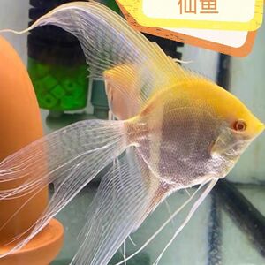 红眼长鳍黄蜻蜓燕鱼神仙鱼红眼长鳍黄网纹燕鱼