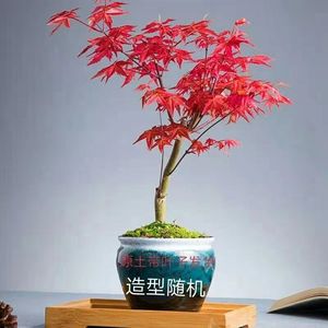 红枫树苗四季中国红庭院美国日本紅舞姬盆景老桩园林绿化彩色树种