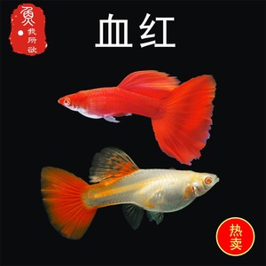 孔雀鱼纯种血红活体孕母临产胎生鱼热带鱼繁殖美国全红下崽狂魔鱼