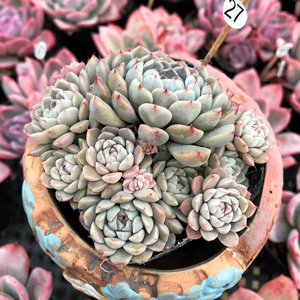 墨西哥姬莲多肉