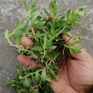 新鲜野生佛甲草下单现挖贵州中药材狗牙瓣 火烧草 火焰草500g包邮