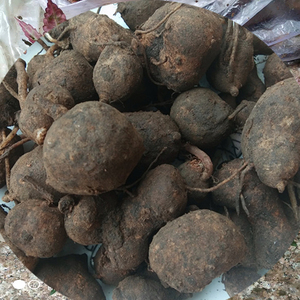 搜山虎 山洋芋 万年耙 万年趴万年巴贵州野生新鲜中药材半斤包邮