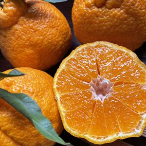 四川不知火丑橘新鲜当季水果 果肉饱满入口化渣甜中带酸5斤大果