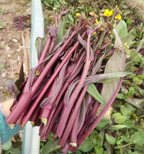 洪湖新鲜打霜红菜苔 包邮5斤