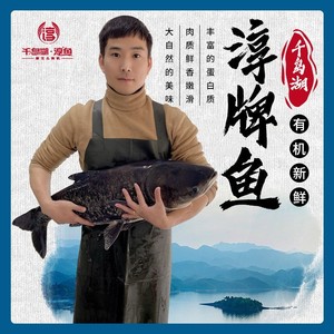 官方正宗千岛湖淳牌有机鱼鳙鱼淡水鲜活包头鱼原生态胖头鱼鲢鱼头