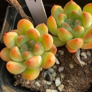 小浣熊多肉叶片小浣熊多肉叶插片小贵货多肉叶插叶片