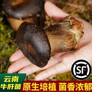 牛肝菌新鲜云南野生特产牛肚菌特级黑牛肝500g食用鲜货见手青蘑菇