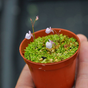 萌植苑食虫草系列禾叶狸藻利维达狸藻水陆缸草皮新奇趣味盆栽观花