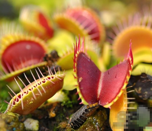 捕蝇草奇花异草超大