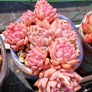 清仓新品种 稀有 多头霜花多肉植物盆栽组合套餐新奇肉肉植物花卉