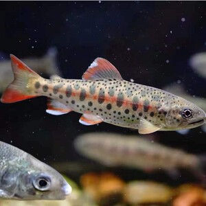 【俏皮鱼】俏皮鱼品牌,价格 - 阿里巴巴