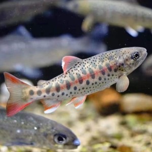 【叨鱼】叨鱼品牌,价格 - 阿里巴巴