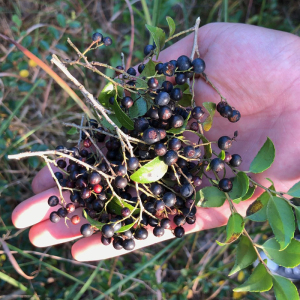 现挖天然乌饭树南烛小苗 儿时野果树籽 染菽观赏植物景观生态盆栽