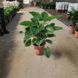 绿芙蓉好养活盆栽办公室中型绿植落地走廊过道推荐