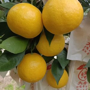 福建平和黄美人柑橘爱媛68号黄心果冻橙薄皮大果直销直发当季水果