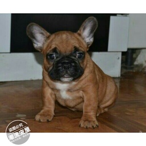 纯种法国斗牛犬幼犬法斗狗狗欧版红色法牛红牛幼犬宠物狗狗活体l