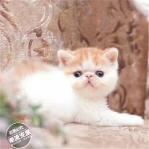 加菲猫幼猫异国短毛猫宠物猫活体红小胖加菲猫红虎斑活体幼猫t