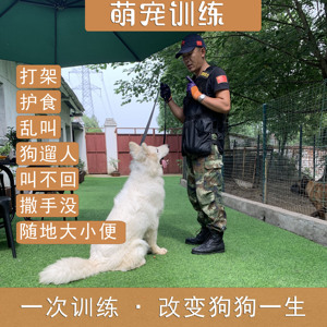 武汉训练狗狗狗狗坏习惯武汉 训犬多少钱武汉训犬学校宠物训练