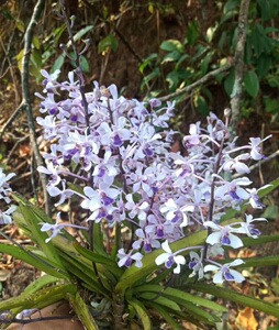 小蓝万代兰  小花万代兰 附生兰 石斛兰花卉 绿植盆栽 蓝花吊兰花