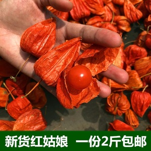 东北长白山野生红姑娘鲜果中药材皮灯笼果锦灯笼红菇娘挂