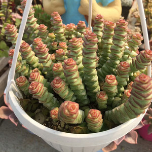 小二子园艺 大钱串 牡丹钱串多肉植物 实拍无修图 包邮吸甲醛