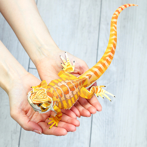 儿童手工折纸diy拼装立体3d纸质模型 爬行两栖动物蜥蜴鬃狮蜥鬃蜥