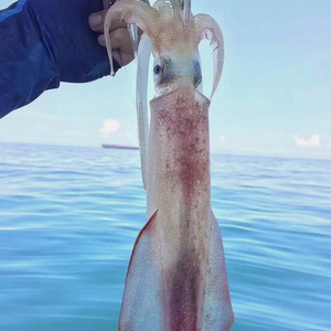 野生手钓鱿鱼新鲜活冻小中大笔管鱿鱼刺身品质级料理海鲜水产包邮