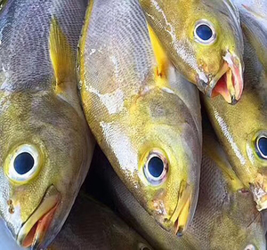 东山岛海钓海鲜 野生黄鸡鱼可刺身 清蒸红烧 宝宝辅食石斑深海鱼