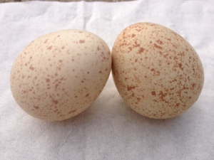 竹鸣牌鹧鸪蛋 鲜蛋 新鲜美味 原生态喂养 30枚起订包邮 新鲜品优